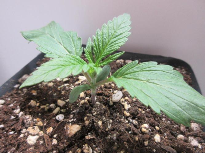 SENSI Sweet Cherry Kush-Time Lapse. Week 2 - Day 8