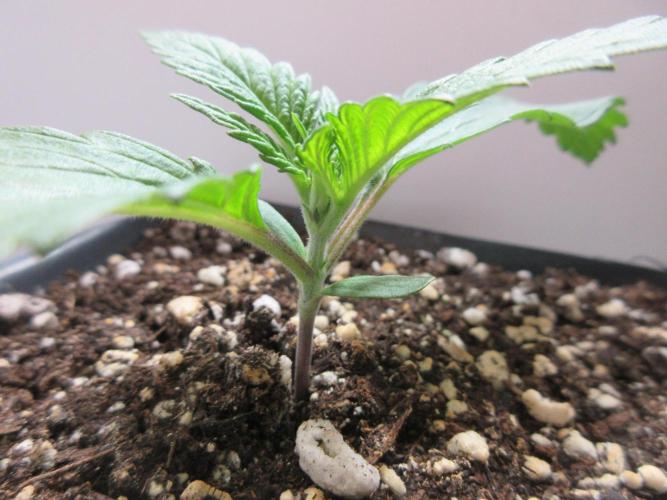 SENSI Sweet Cherry Kush-Time Lapse. Week 2 - Day 8