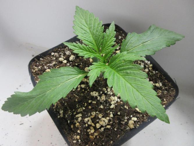 SENSI Sweet Cherry Kush-Time Lapse. Week 2 - Day 10