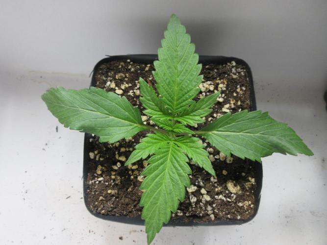 SENSI Sweet Cherry Kush-Time Lapse. Week 2 - Day 10