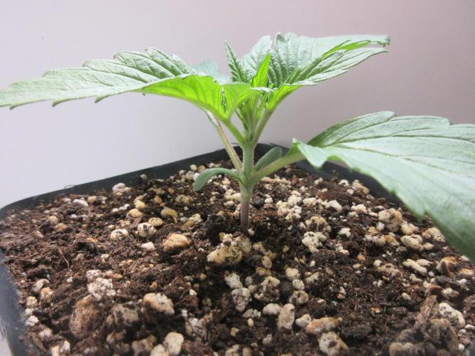 SENSI Sweet Cherry Kush-Time Lapse. Week 2 - Day 10