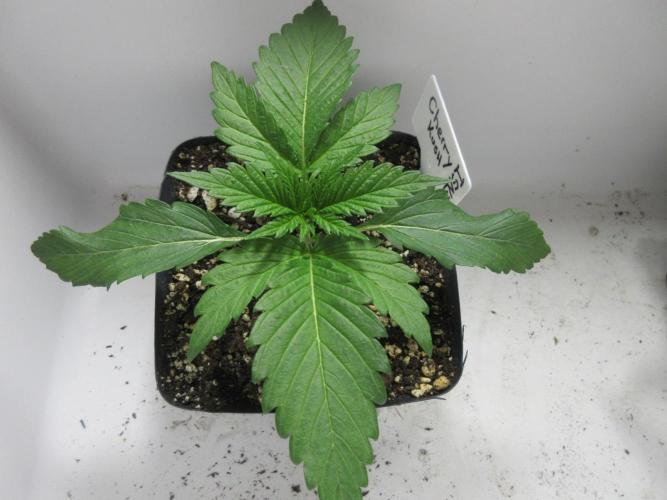 SENSI Sweet Cherry Kush-Time Lapse. Week 2 - Day 12