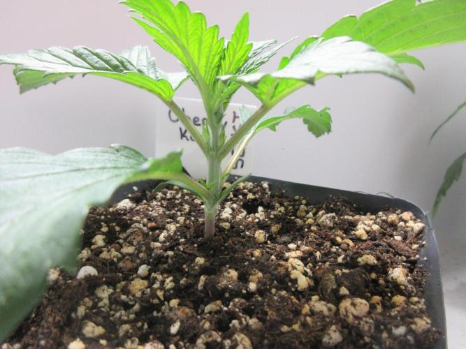 SENSI Sweet Cherry Kush-Time Lapse. Week 2 - Day 12