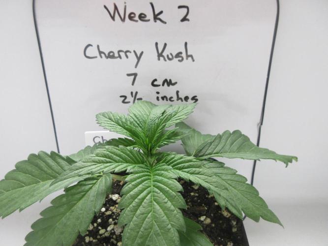SENSI Sweet Cherry Kush-Time Lapse. Week 2 - Day 14