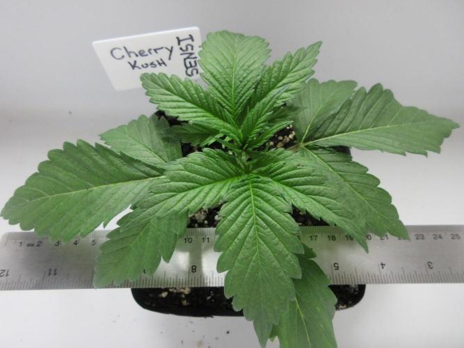 SENSI Sweet Cherry Kush-Time Lapse. Week 2 - Day 14