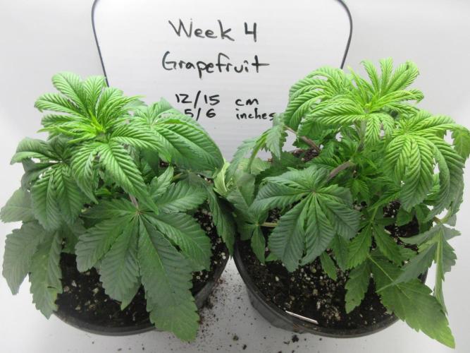 Grapefruit Grow. Week 4 - Week 4 completed