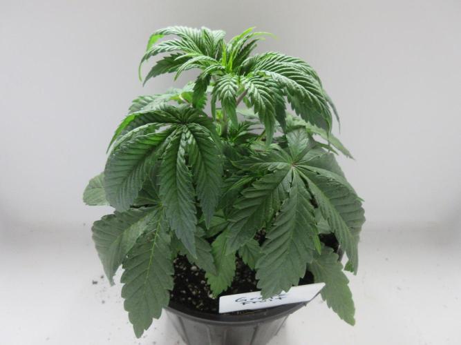 Grapefruit Grow. Week 4 - Plant 1 is 12 cm