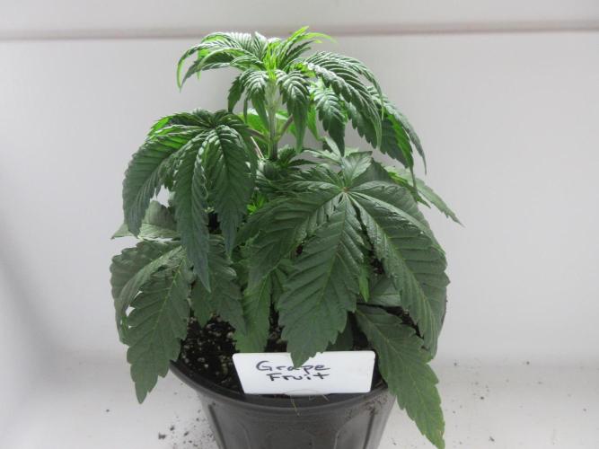 Grapefruit Grow. Week 4 - Plant 1