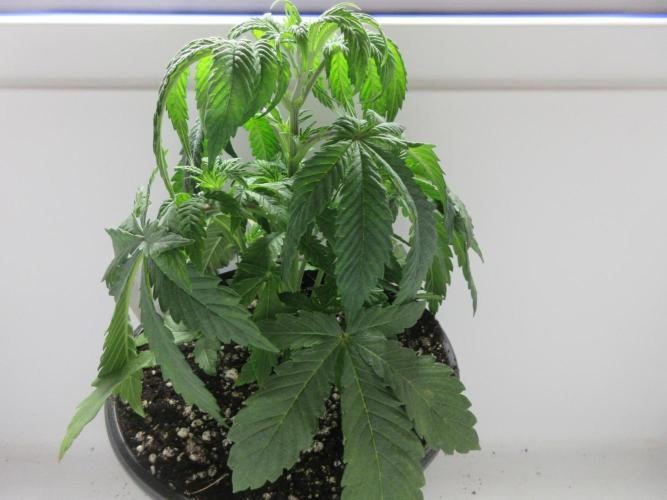 Grapefruit Grow. Week 4 - Plant 2 is 15 cm