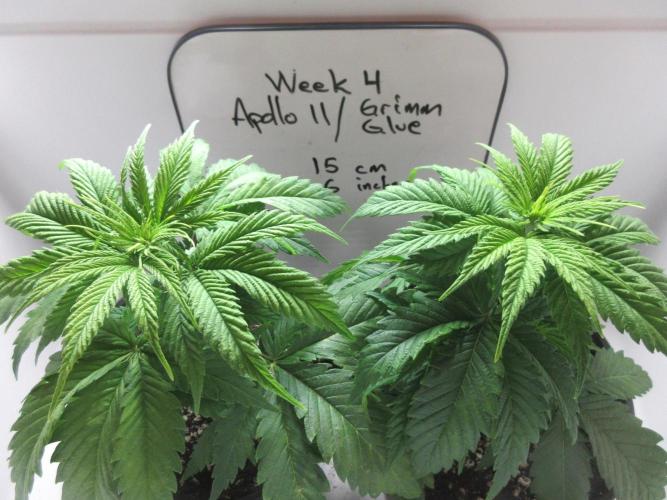 Apollo 11 x Grimm Glue Cross. Week 4 - Week 4 completed