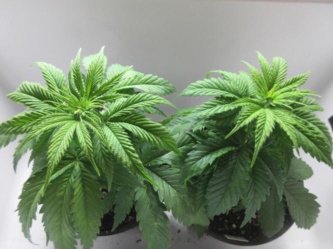 Apollo 11 x Grimm Glue Cross. Week 4 - F1 Hybrid: Apollo 11 cross Grimm Glue