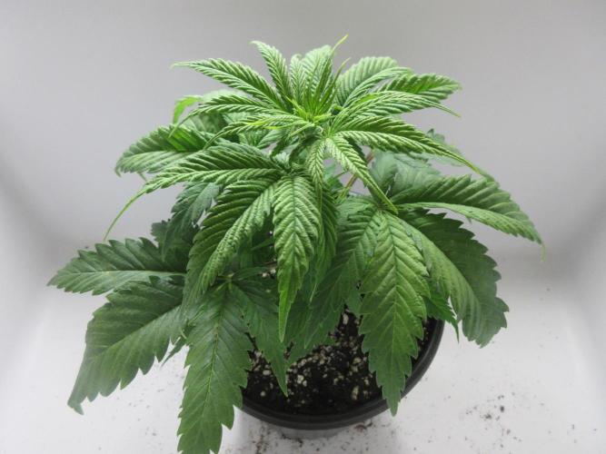 Apollo 11 x Grimm Glue Cross. Week 4 - Plant 1