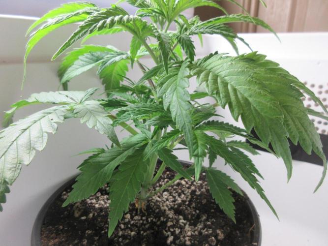 Apollo 11 x Grimm Glue Cross. Week 4 - Plant 1