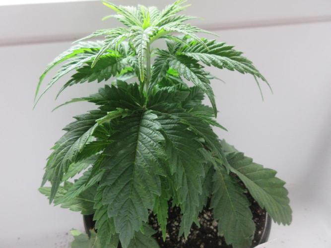 Apollo 11 x Grimm Glue Cross. Week 4 - Plant 2