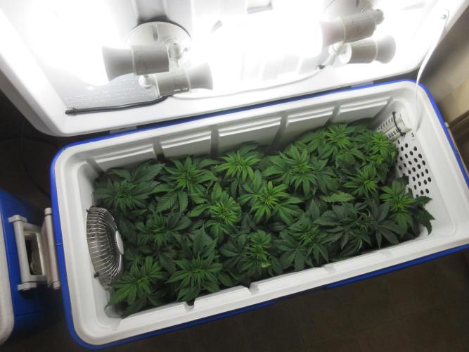 Apollo 11 x Grimm Glue Cross. Week 4 - Grow box (Big BoomBox) in its happy place!
