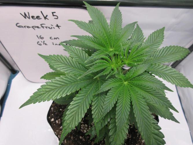 Grapefruit Grow. Week 5 - Week 5 - 16 cm