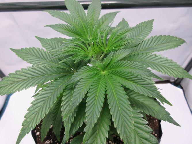 Grapefruit Grow. Week 5 - Plant 1 - Transplanted