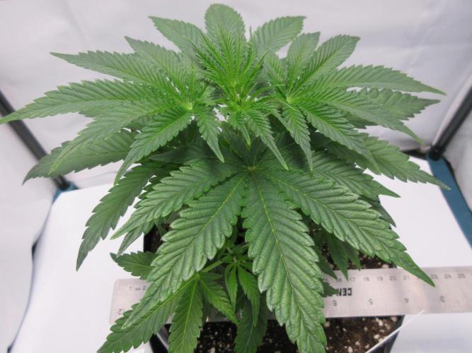 Grapefruit Grow. Week 5 - Plant 1