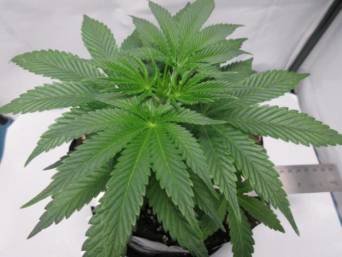 Grapefruit Grow. Week 5 - Plant 1