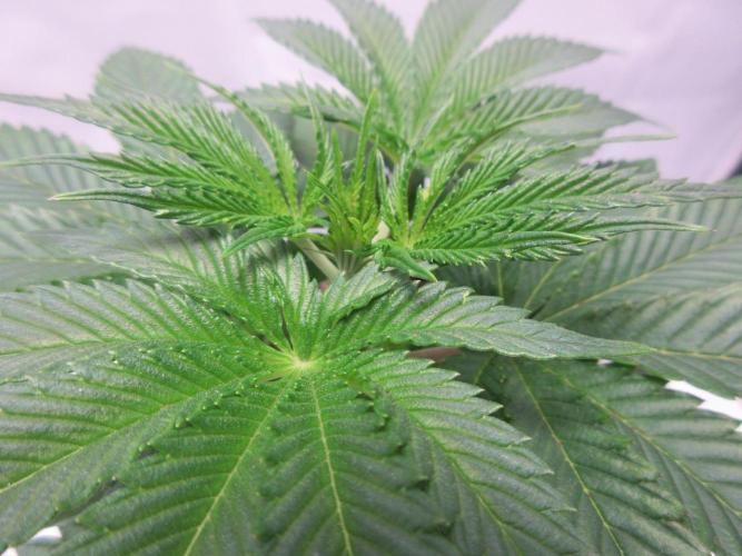 Grapefruit Grow. Week 5 - Plant 1 - close up of top