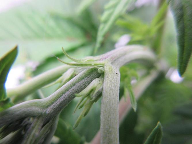 Grapefruit Grow. Week 5 - Close up identification of male plant in pre-flowering stage (Plant 2 removed)