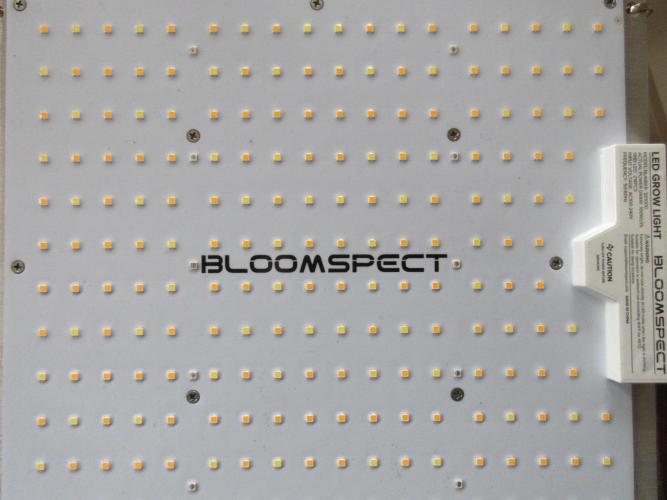 Grapefruit Grow. Week 5 - 100 watt Bloomspect LED quantum board