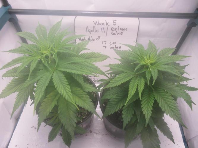 Apollo 11 x Grimm Glue Cross. Week 5 - Apollo 11 x Grimm Glue - Both male