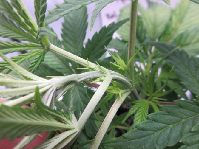 Apollo 11 x Grimm Glue Cross. Week 5 - Plant 1 - close up male identification in pre-flowering stage