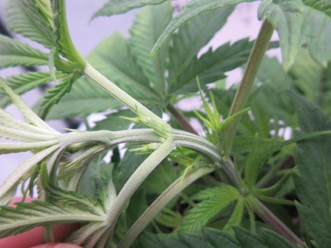 Apollo 11 x Grimm Glue Cross. Week 5 - Plant 2 - close up male identification visible at nodes