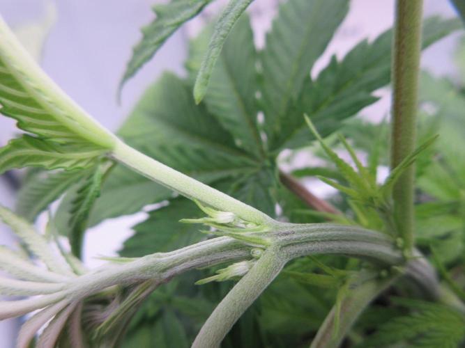 Apollo 11 x Grimm Glue Cross. Week 5 - Plant 2 - close up male identification visible at nodes
