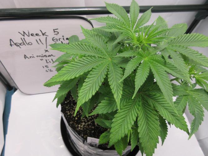 Apollo 11 x Grimm Glue Cross. Week 5 - Apollo 11/Grimm Glue crossed with Animism (Joseph lineage)