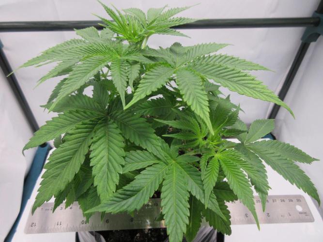 Apollo 11 x Grimm Glue Cross. Week 5 - Affectionately known as "Lil Joe"