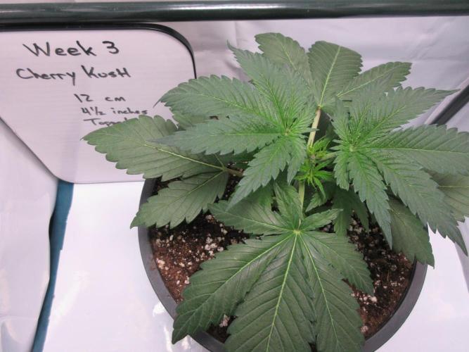 SENSI Sweet Cherry Kush-Time Lapse. Week 3 - Week 3 - 12 cm (plant has been topped)