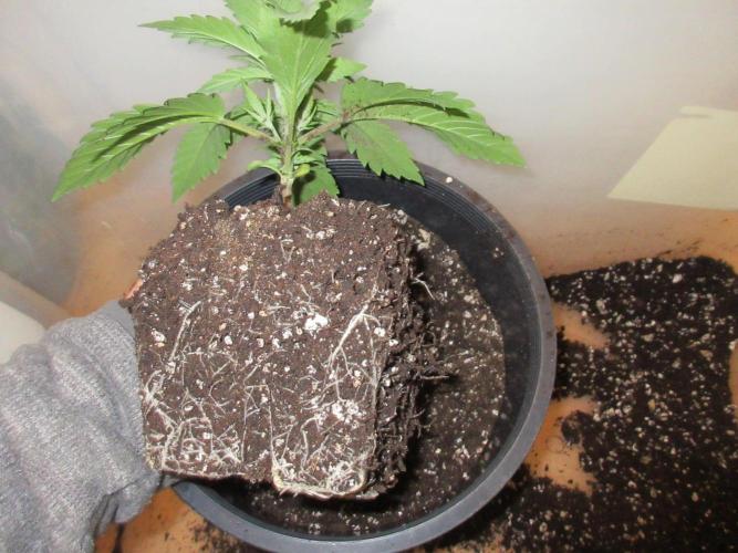 SENSI Sweet Cherry Kush-Time Lapse. Week 3 - Transplanting to 3 gallon pot
