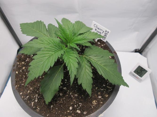 SENSI Sweet Cherry Kush-Time Lapse. Week 3 - Day 16