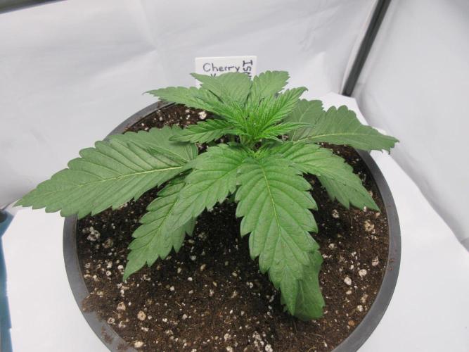 SENSI Sweet Cherry Kush-Time Lapse. Week 3 - Day 16