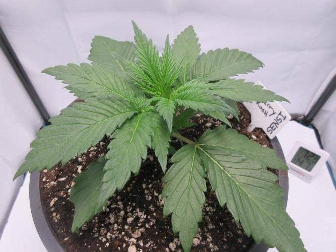 SENSI Sweet Cherry Kush-Time Lapse. Week 3 - Day 18 -before topping