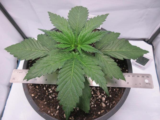 SENSI Sweet Cherry Kush-Time Lapse. Week 3 - Day 18