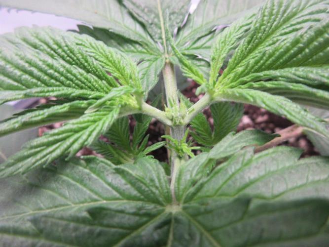 SENSI Sweet Cherry Kush-Time Lapse. Week 3 - Day 18 - Topped