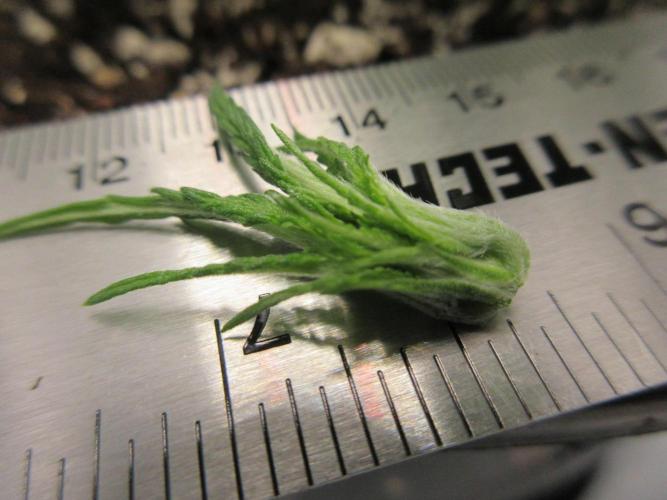 SENSI Sweet Cherry Kush-Time Lapse. Week 3 - Photo of top that was cut