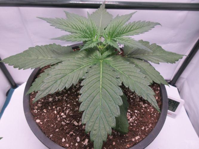 SENSI Sweet Cherry Kush-Time Lapse. Week 3 - After topping