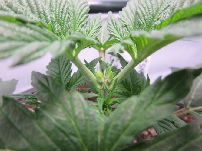 SENSI Sweet Cherry Kush-Time Lapse. Week 3 - Day 19 - close up of topping