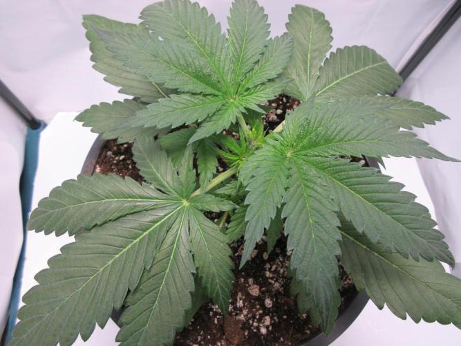 SENSI Sweet Cherry Kush-Time Lapse. Week 3 - Day 21