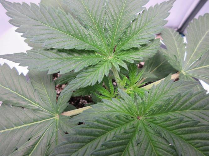 SENSI Sweet Cherry Kush-Time Lapse. Week 3 - Day 21 showing topping