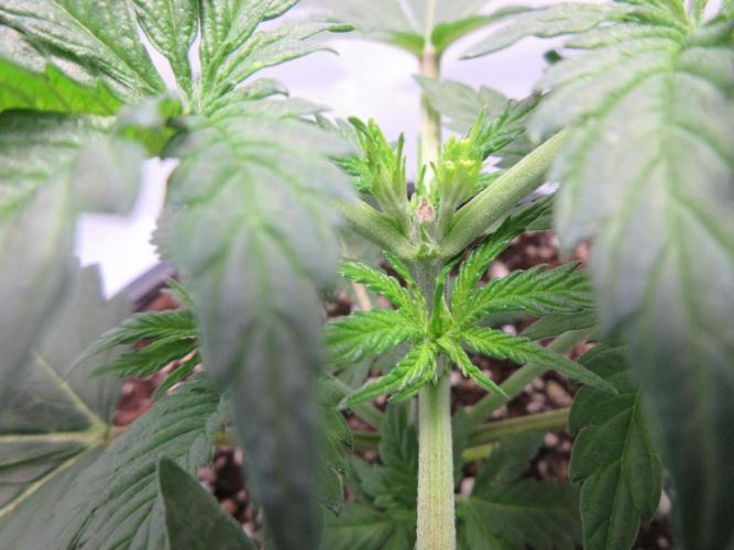 SENSI Sweet Cherry Kush-Time Lapse. Week 3 - Day 21 - close up showing topping
