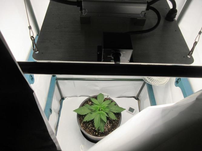 SENSI Sweet Cherry Kush-Time Lapse. Week 3 - View of grow tent