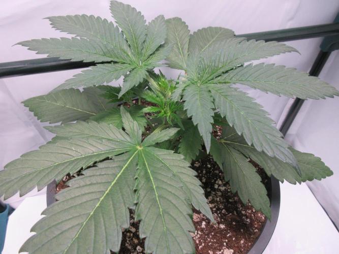 SENSI Sweet Cherry Kush-Time Lapse. Week 4 - Day 22