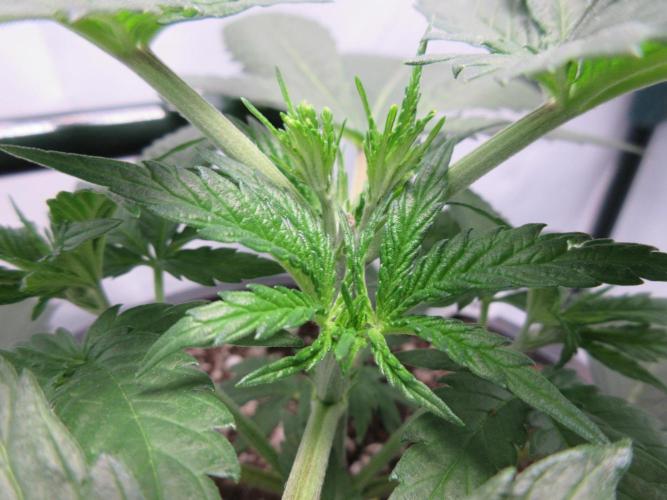 SENSI Sweet Cherry Kush-Time Lapse. Week 4 - Day 22 - close up of top