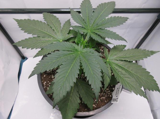SENSI Sweet Cherry Kush-Time Lapse. Week 4 - Day 23