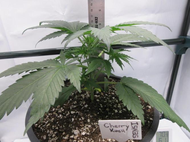 SENSI Sweet Cherry Kush-Time Lapse. Week 4 - Day 23